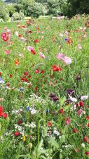 New wildflower meadows to be planted in Dronfield