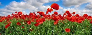 Dronfield to commemorate First World War Centenary