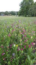 Fantastic wildflower meadow in Sindelfingen Park