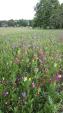 Image: Wildflower Meadow in Sindelfingen Park